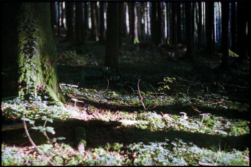 «Wald-Analogien» 2014