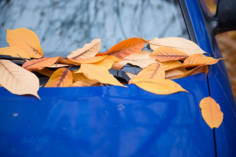 «Spaziergang im Herbst» von Silas Kreienbühl