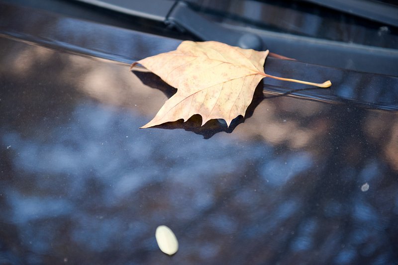 «Spaziergang im Herbst» von Silas Kreienbühl