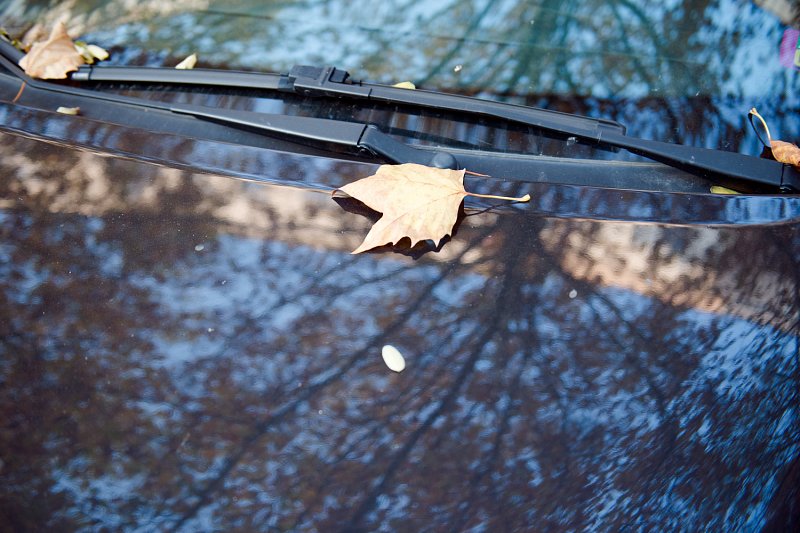 «Spaziergang im Herbst» von Silas Kreienbühl