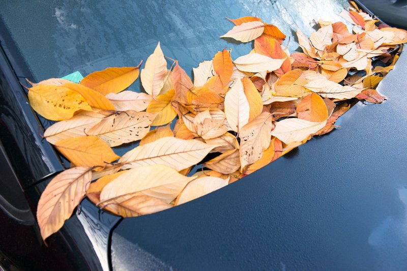 «Spaziergang im Herbst» von Silas Kreienbühl