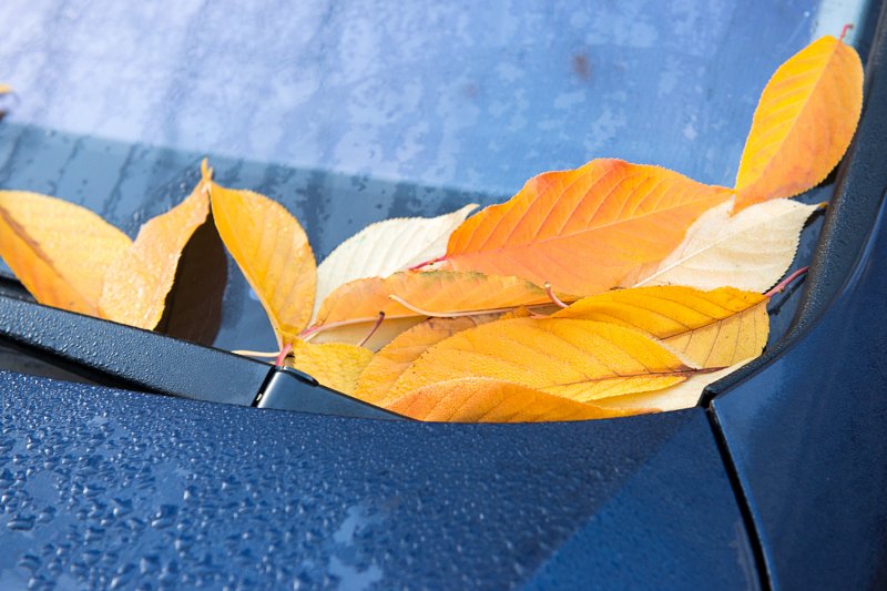 «Spaziergang im Herbst» von Silas Kreienbühl