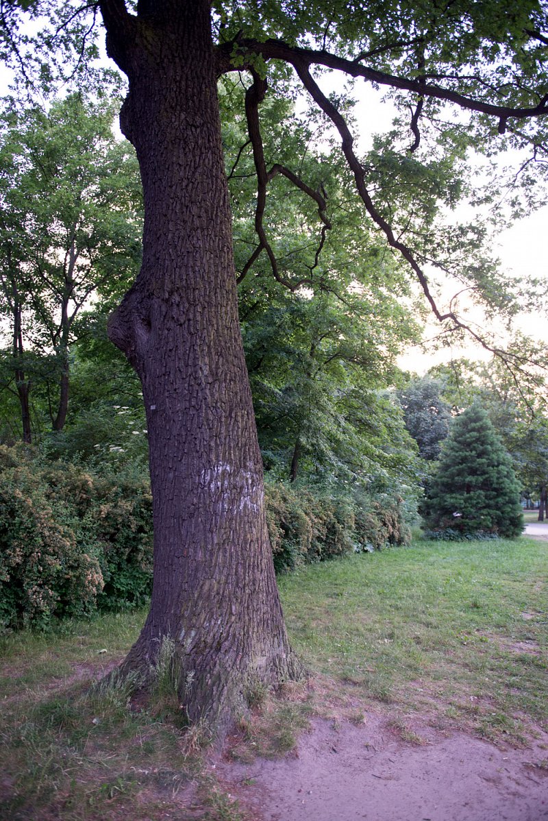 «Spaziergang mit Kamera» von Silas Kreienbühl