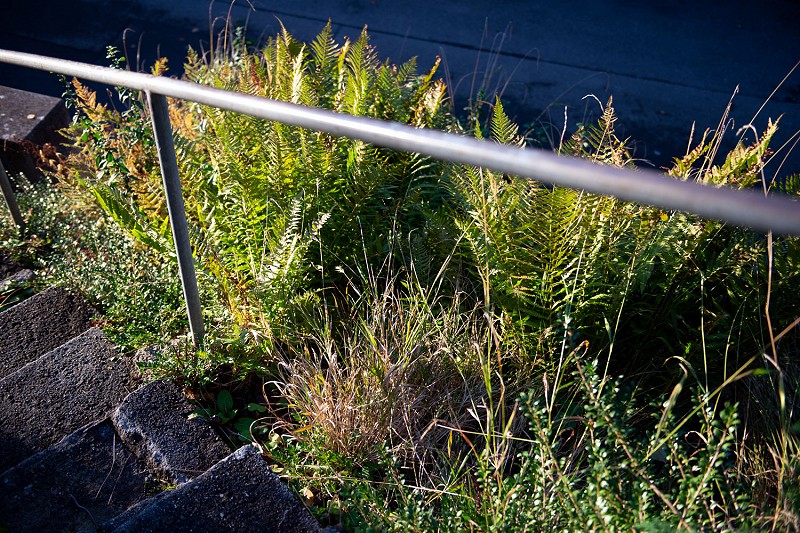 «Spaziergang Libellenstrasse»