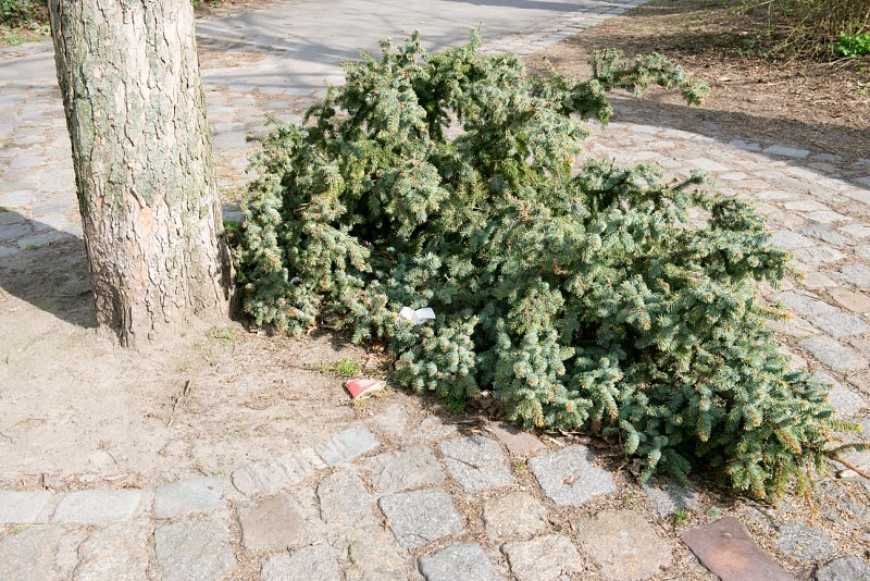 «Spaziergang mit Kamera» von Silas Kreienbühl